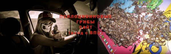 шишки Абаза